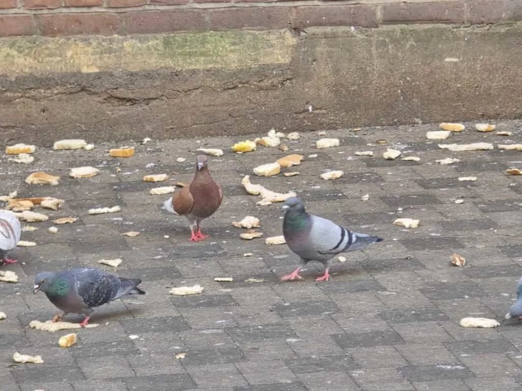 Pigeons gathering on paving in a town centre